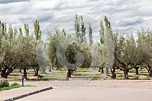 Olive Trees Mendoza Argentina