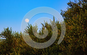 Olive trees and the moon. Travel in Greece concept.