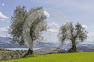 Olive trees n Tuscany