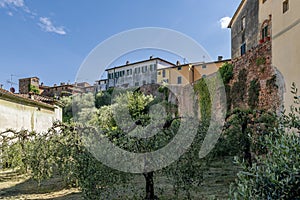 Olive trees near the ancient walls of the village of Montecarlo, Lucca, Italy, on a sunny day