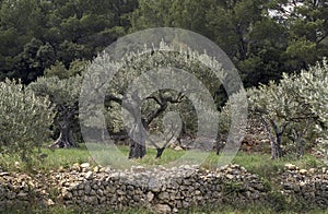 Olive Trees, olea europaea, Culture in South East of France