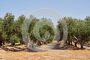 Olive trees in an olive grove in Crete.