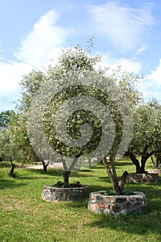 Olive trees in Olive Grove in full sun