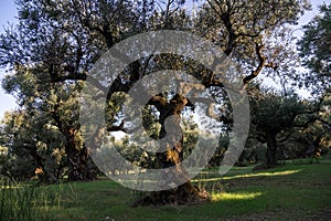 Olive trees in the olive grove of the Greek island. Old olive tree in the park in Greece. Olive grove in the countryside of the