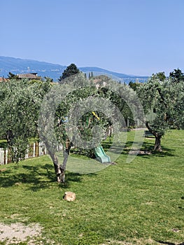 Olive trees