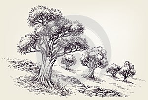 Olive trees orchard