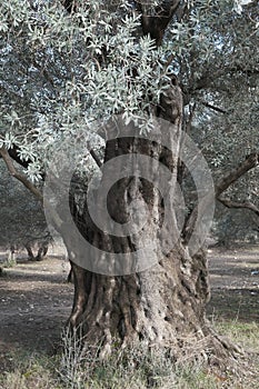 Olive trees over 500 years old and still yielding