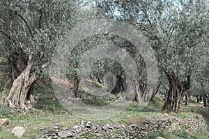 Olive trees over 500 years old and still yielding
