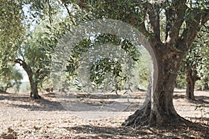 Olive trees in plantation