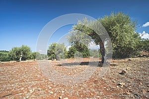 Olive trees in plantation