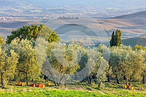 Olive trees plantation in harvesting time, agricultural landscape