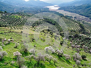 Olive trees plantations and Tranco reservoir from Segura de la Sierra village, Spain photo