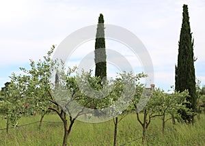 olive trees planted in the Mediterranean plain