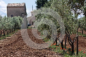 Olive trees in Provence