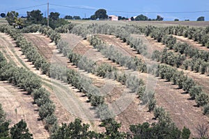 Olive trees in Provence