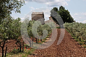 Olive trees in Provence