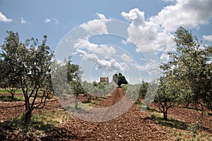 Olive trees in Provence