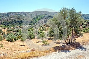 Olive trees on Pythagoreion on Samos. photo