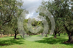 Olivový stromy řádky 
