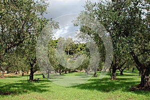 Olive trees rows