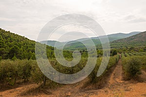 Olive trees in rows. Beautiful landscape from Spain