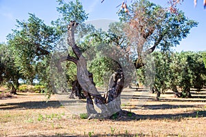 Olive trees in the Salento countryside with branches infected with xylella