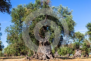 Olive trees in the Salento countryside with branches infected with xylella