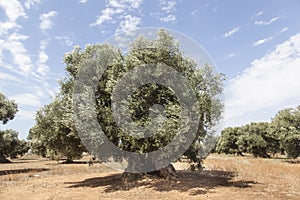 Olive trees in the Salento, Italy