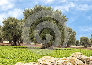 Olive trees, Savelletri Di Fasano
