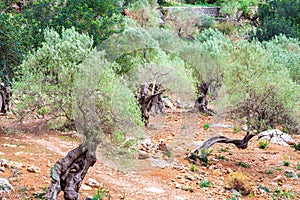 Olive trees in the serra tramuntana