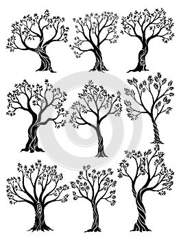 Olive trees set with branches and leaves for design of packaging, label, logotype or banner. Natural organic stylized
