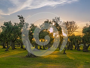 Olive Trees in Sicilia