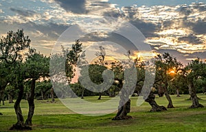 Olive Trees in Sicilia