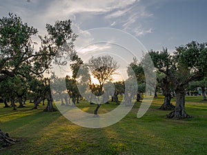 Olive Trees in Sicilia