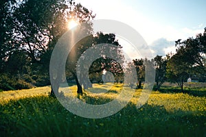 Olive trees and a sign in the meadow and grass in Cesme IzmÄ±r Turkey