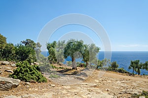 Olive trees on slope