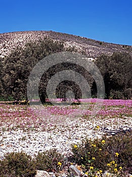 Olive trees and spring flowers, Cyprus.