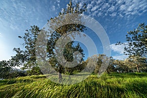 Olive trees during spring time in Turkey at sunny afternoon with blue sky and dynamic grass moved by wind.