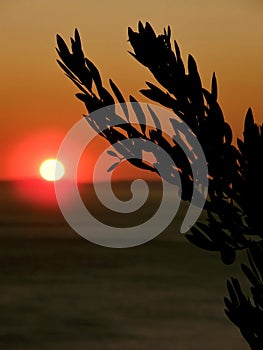 Olive trees at sunset