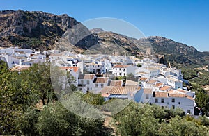 Olive trees surround hilltown of Zuheros in Andalucia photo