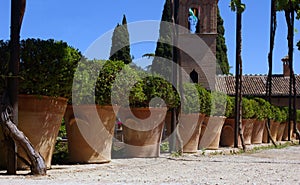 Olive-trees in terracotta pots in summer.