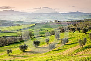 Olive trees - Tuscany