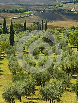 Olive trees in Tuscany, Italy