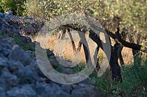 Olive trees