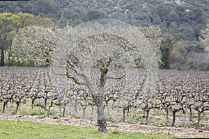 Olive Trees and Vineyard, Provence