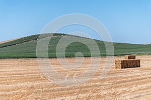 Olive trees, wheat fields, almonds trees growing on huge plantations in Andalusia, Malaga, Spain
