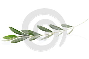 Olive twig photo