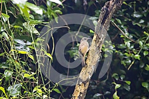 Olive winged bulbul, Pycnonotus plumosus, in a rain forest