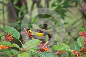 Olived-backed Sunbird feeding on nectar