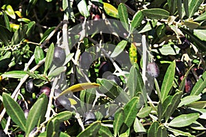 Oliven tree background with olives photo